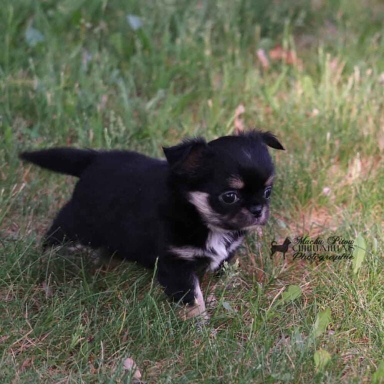 chiot machupitou chihuahua