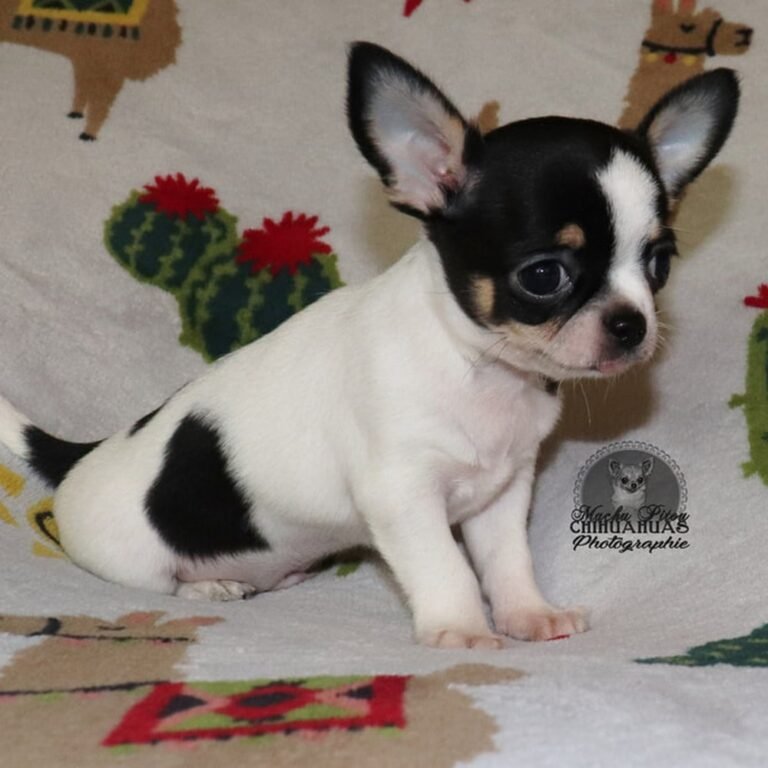 Camilo