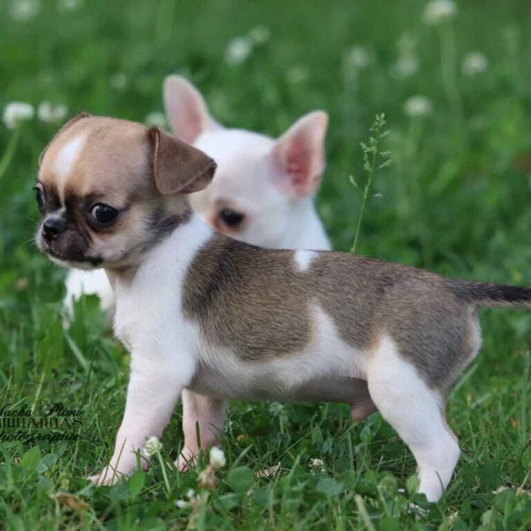 chiot machupitou chihuahua