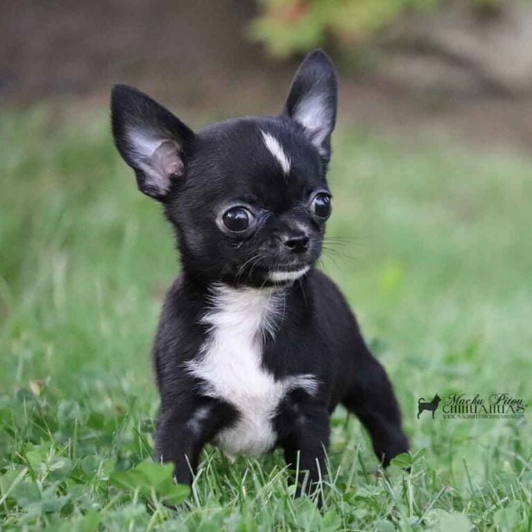 chiot machupitou chihuahua