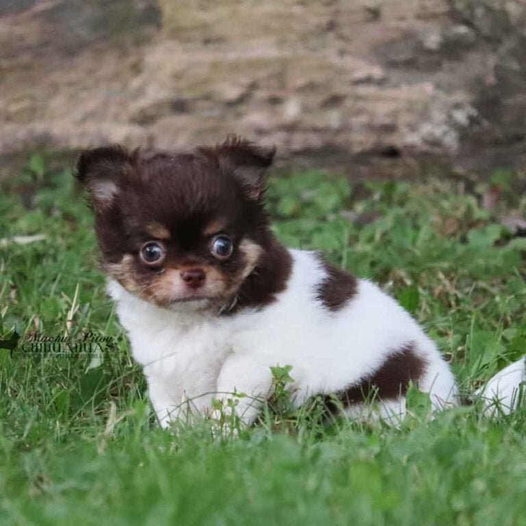 chiot machupitou chihuahua