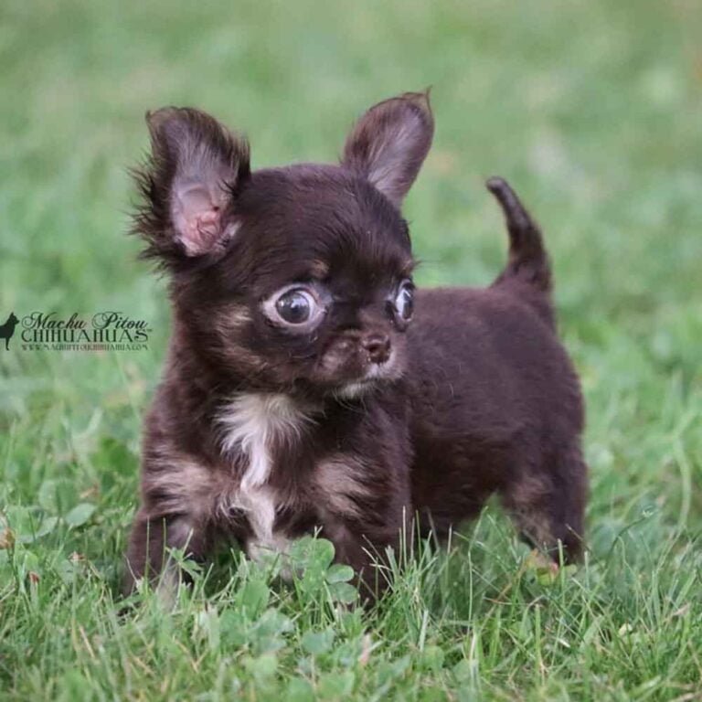 chiot machupitou chihuahua