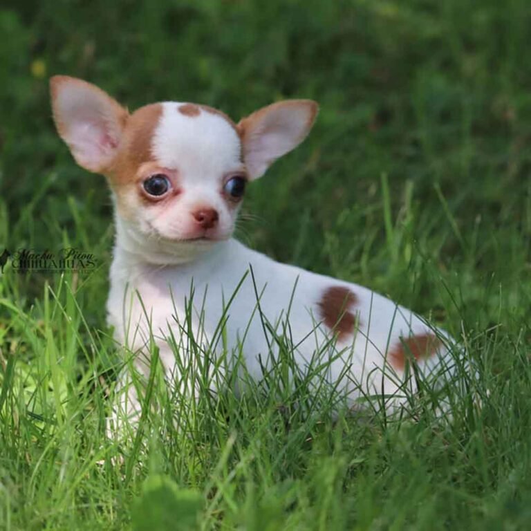 chiot machupitou chihuahua