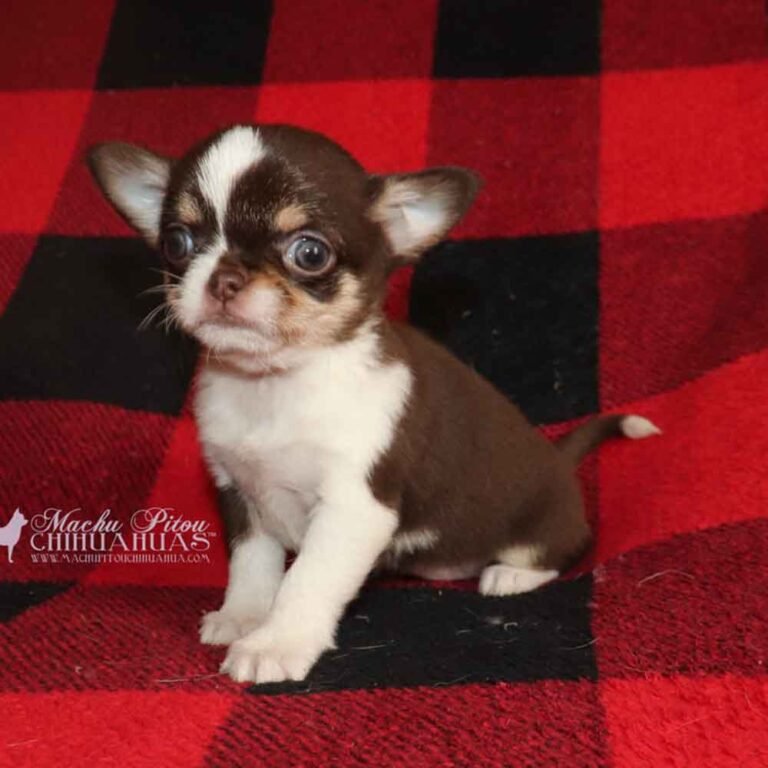 chiot machupitou chihuahua