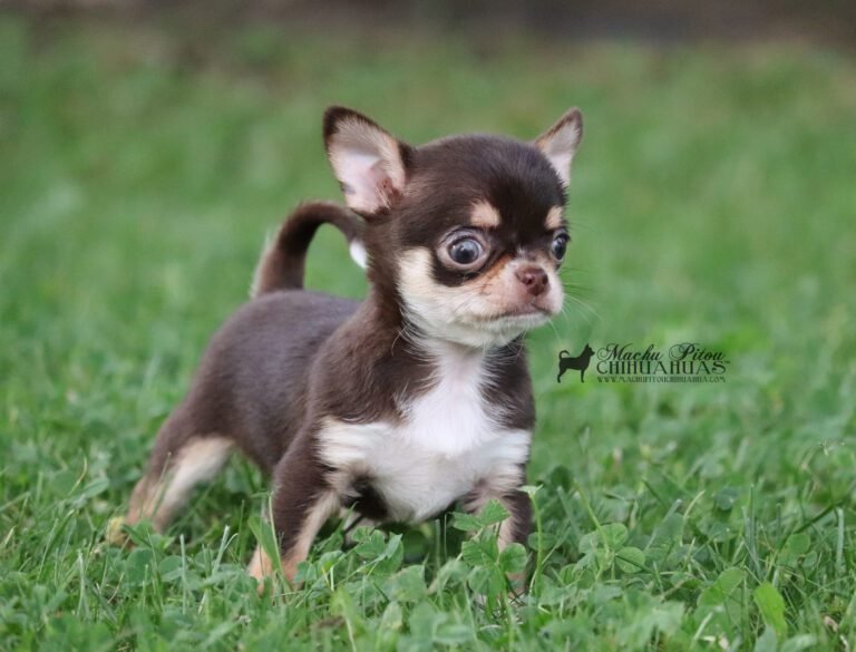 chihuahua