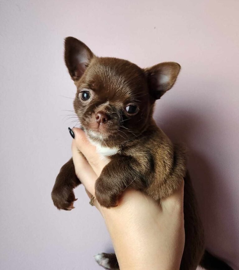 Chihuahua
