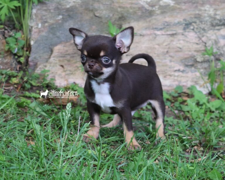 Chihuahua