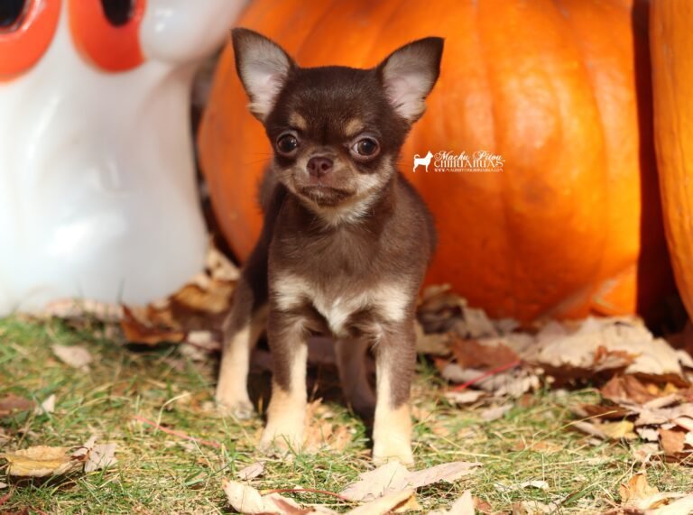 Chihuahua