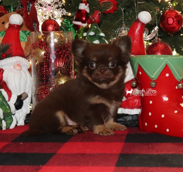 chihuahua