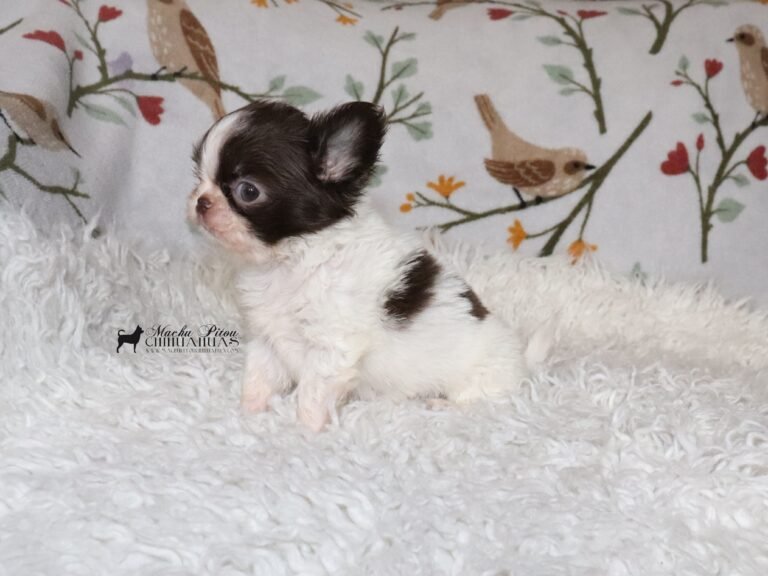 chihuahua