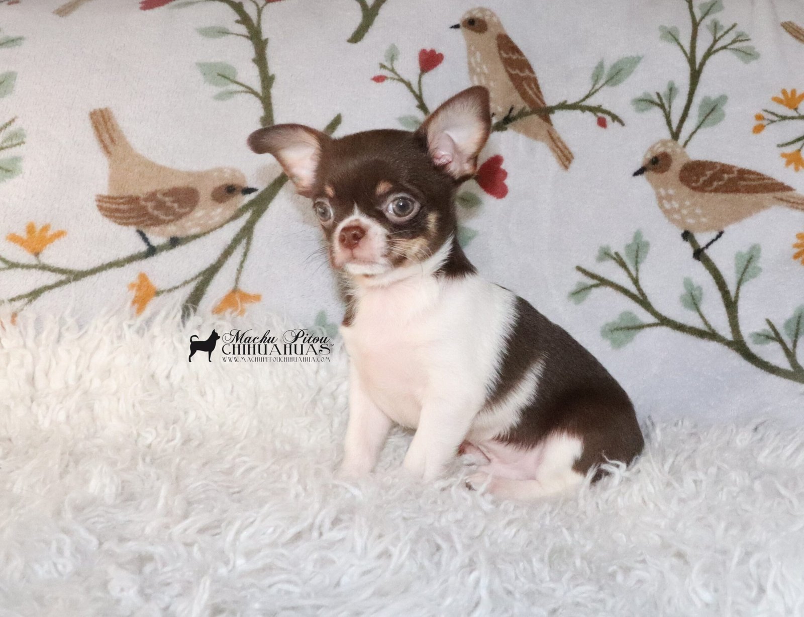 Jaromir chihuahua