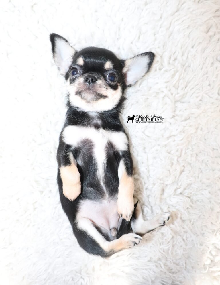 Chihuahua