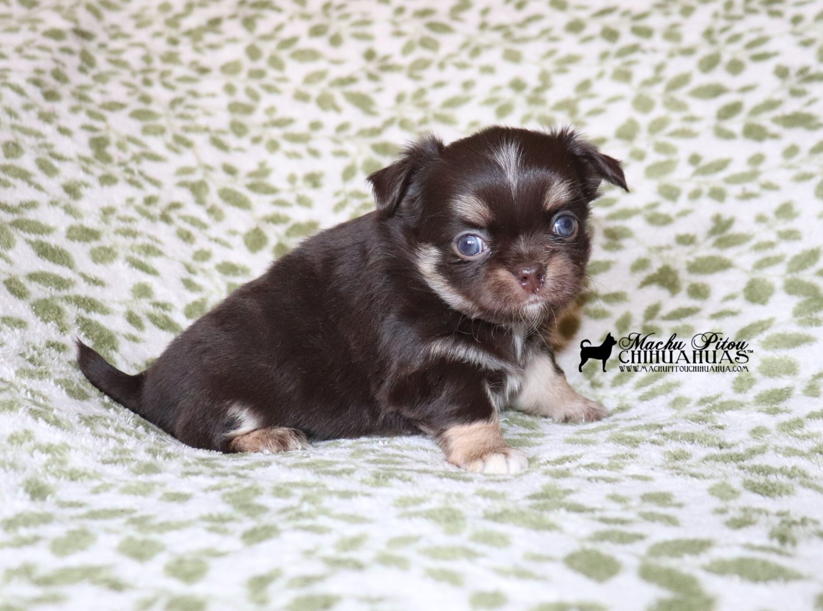 August chihuahua