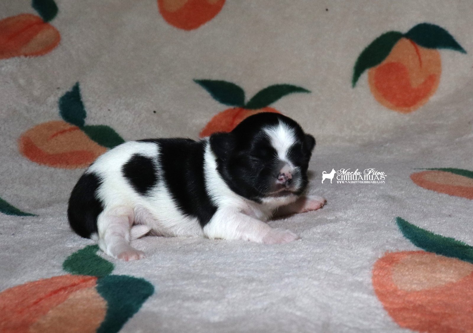 Diana chihuahua