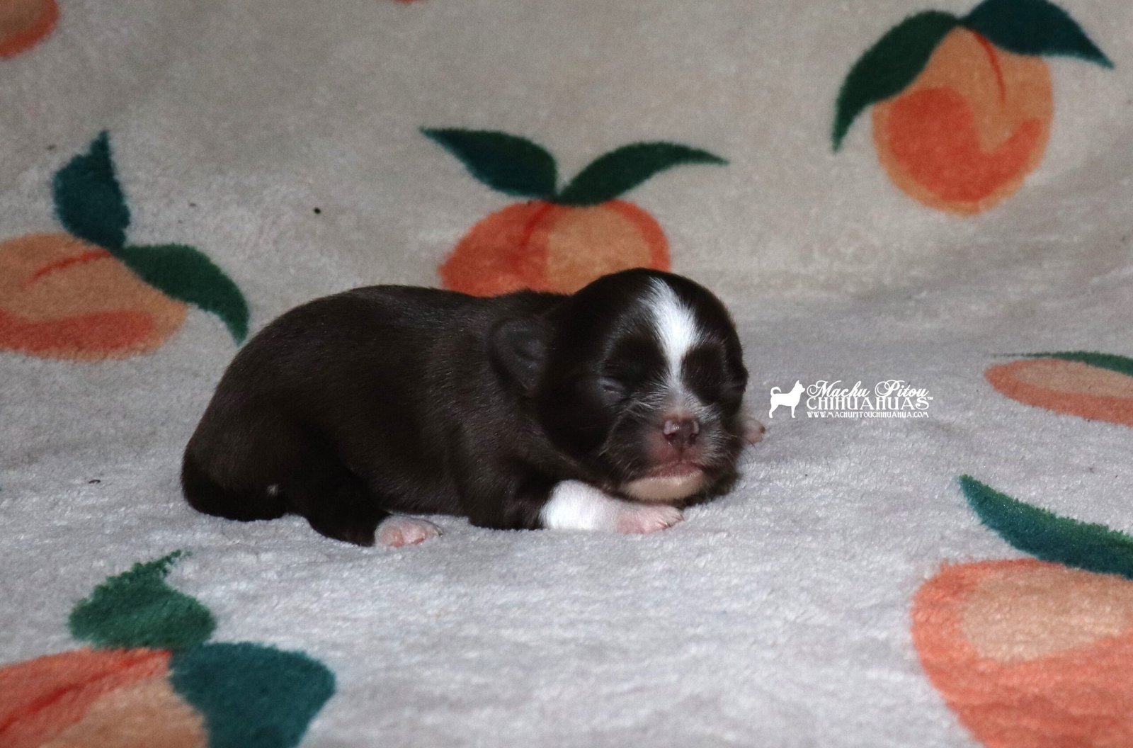 Dinah chihuahua