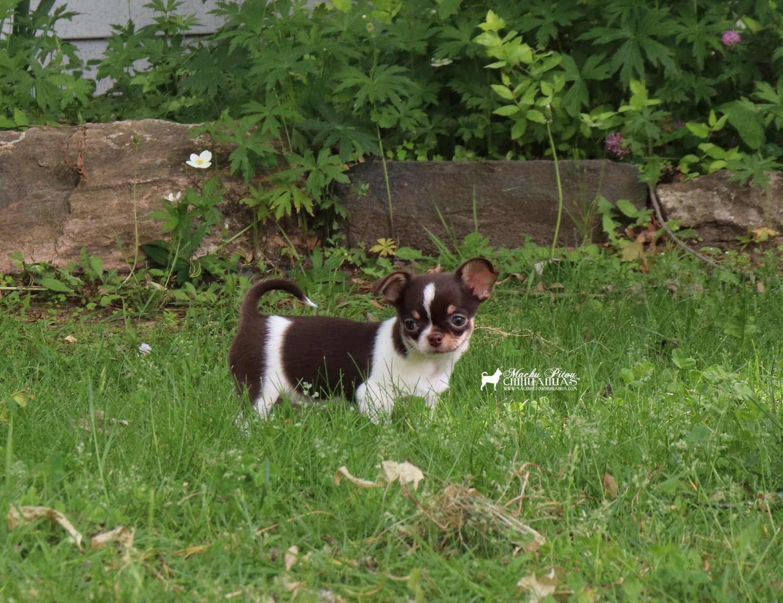 T'Challa chihuahua