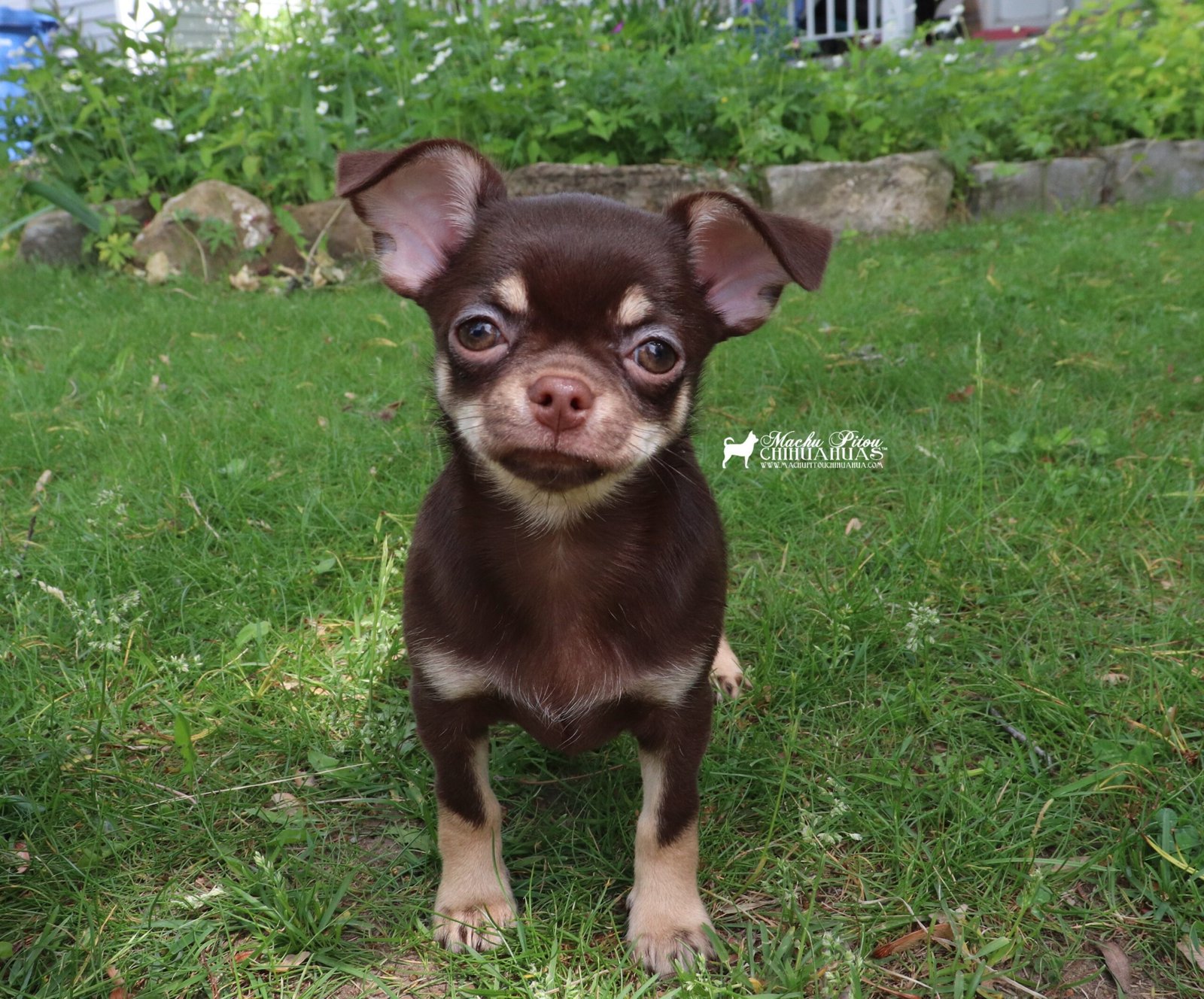 Shuri chihuahua