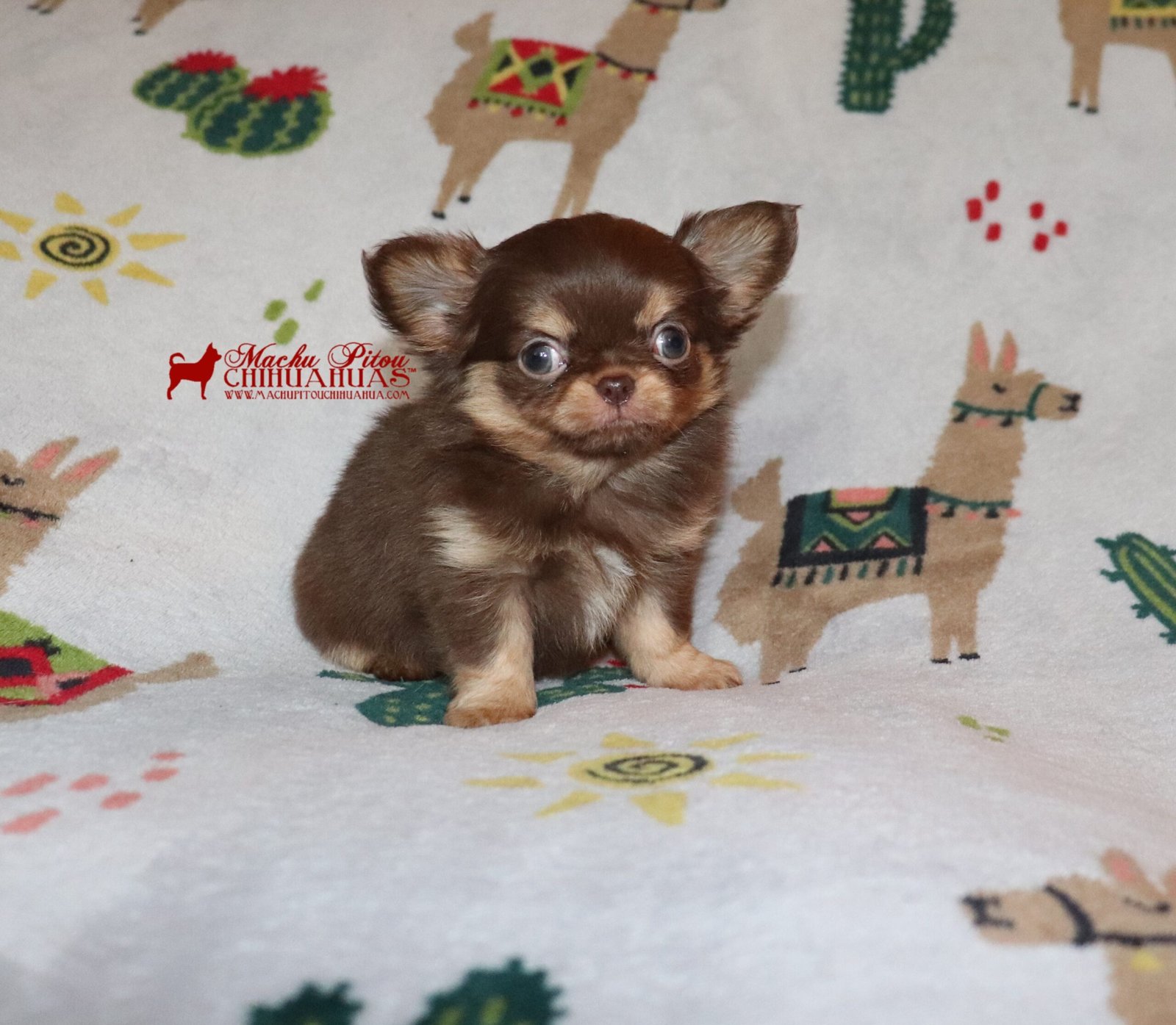 Oyoke Chihuahua
