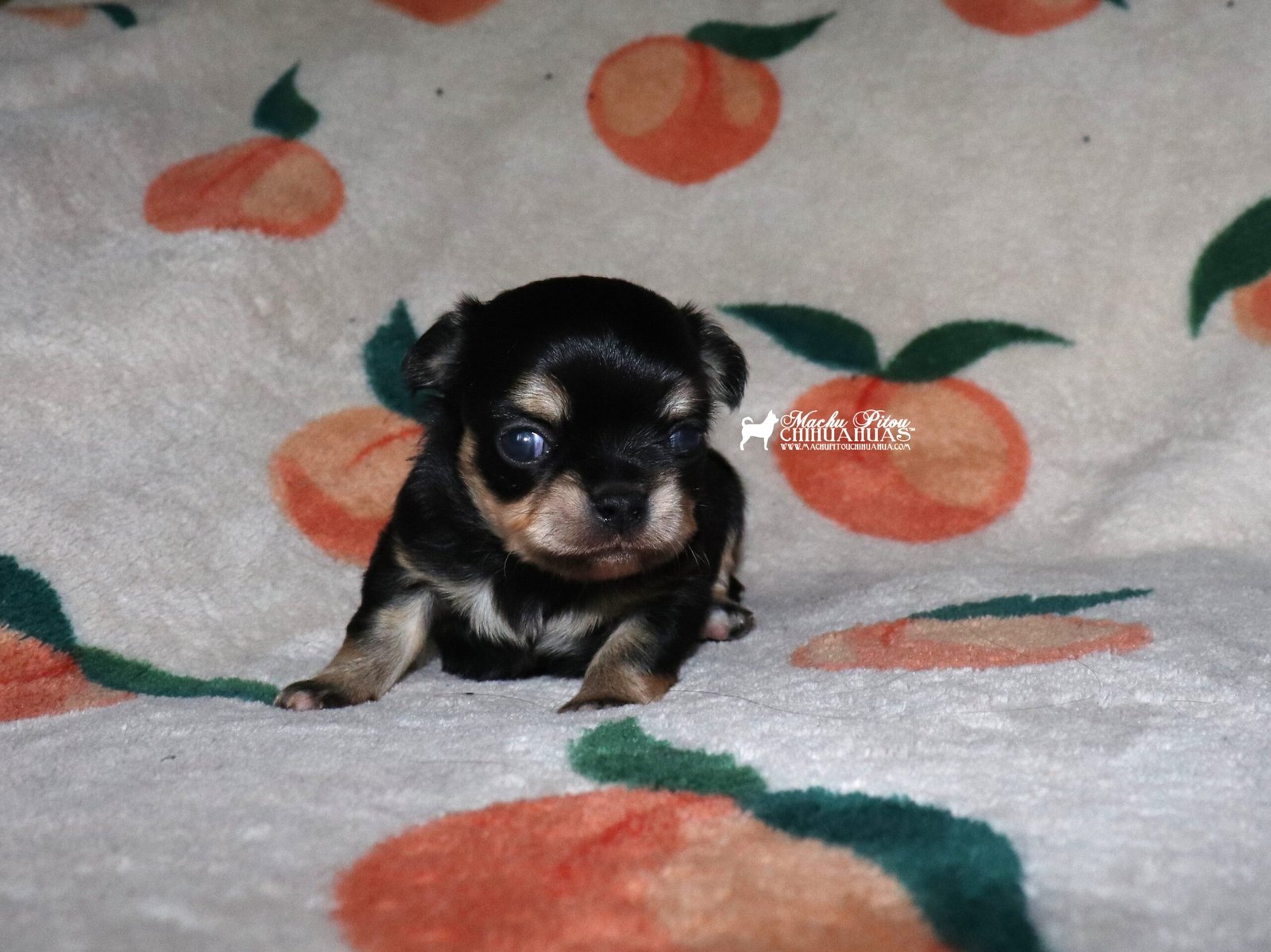 Scarlet chihuahua