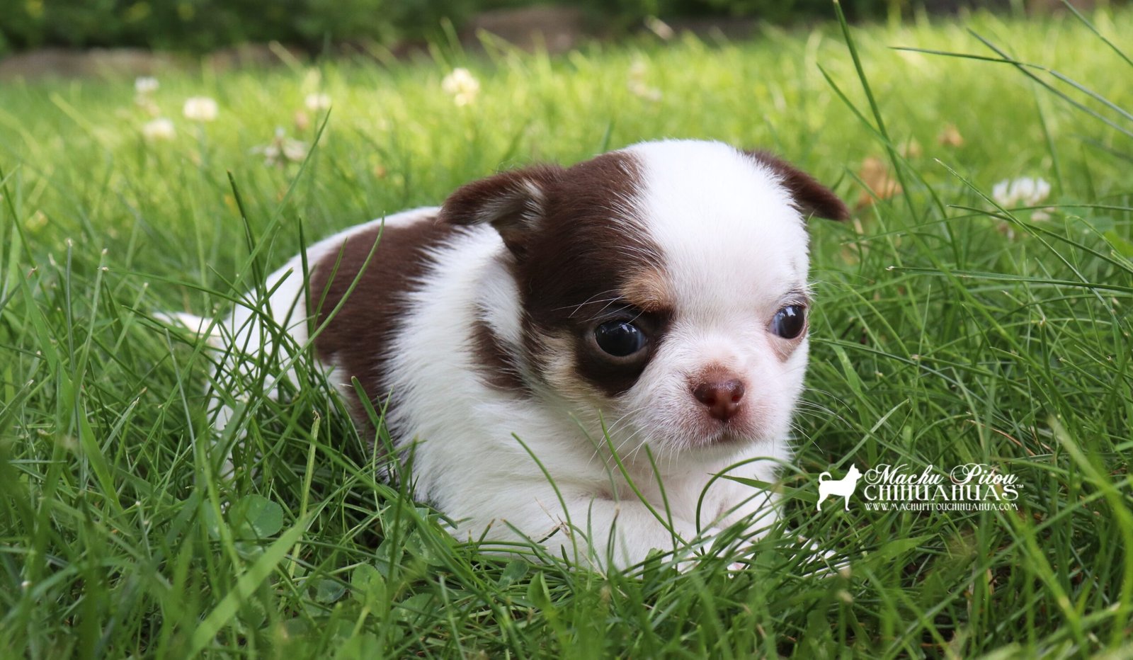 Elektra chihuahua