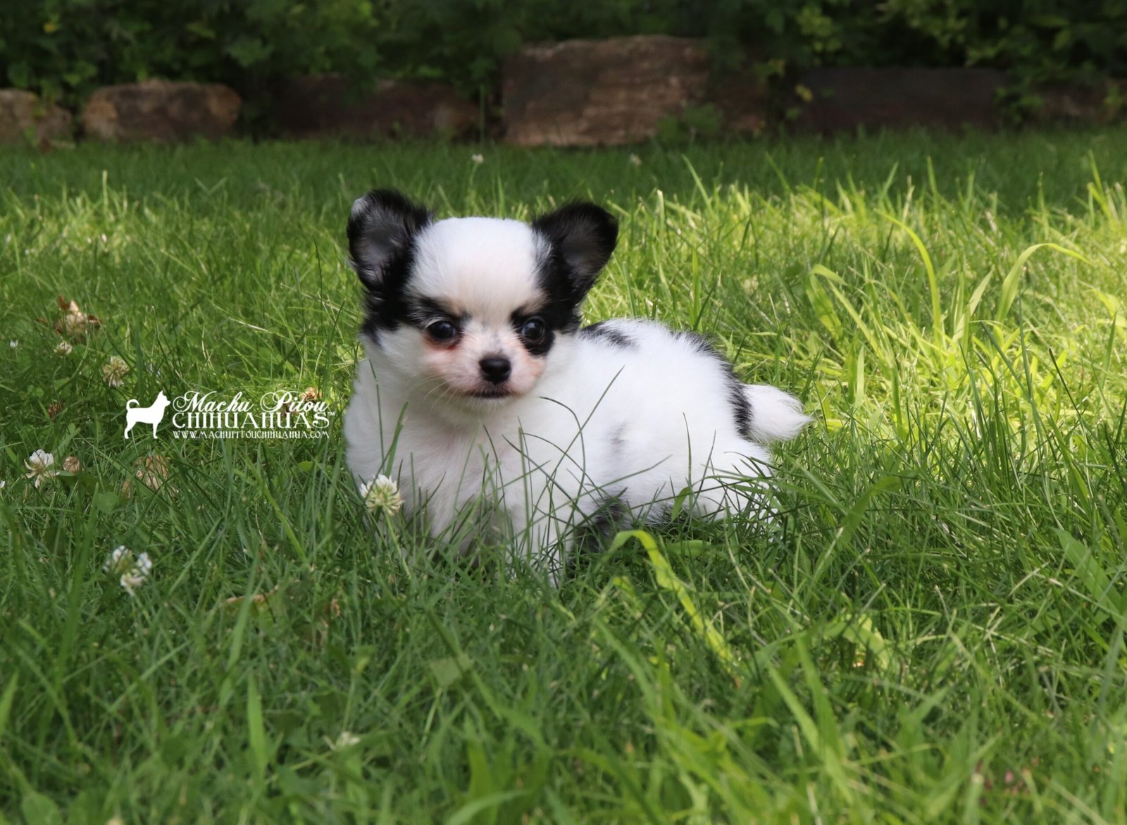 Dr. O Chihuahua
