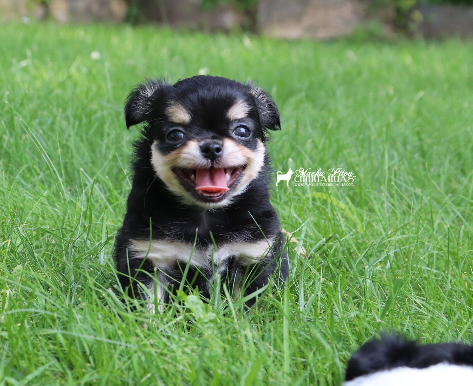 Scarlet Chihuahua