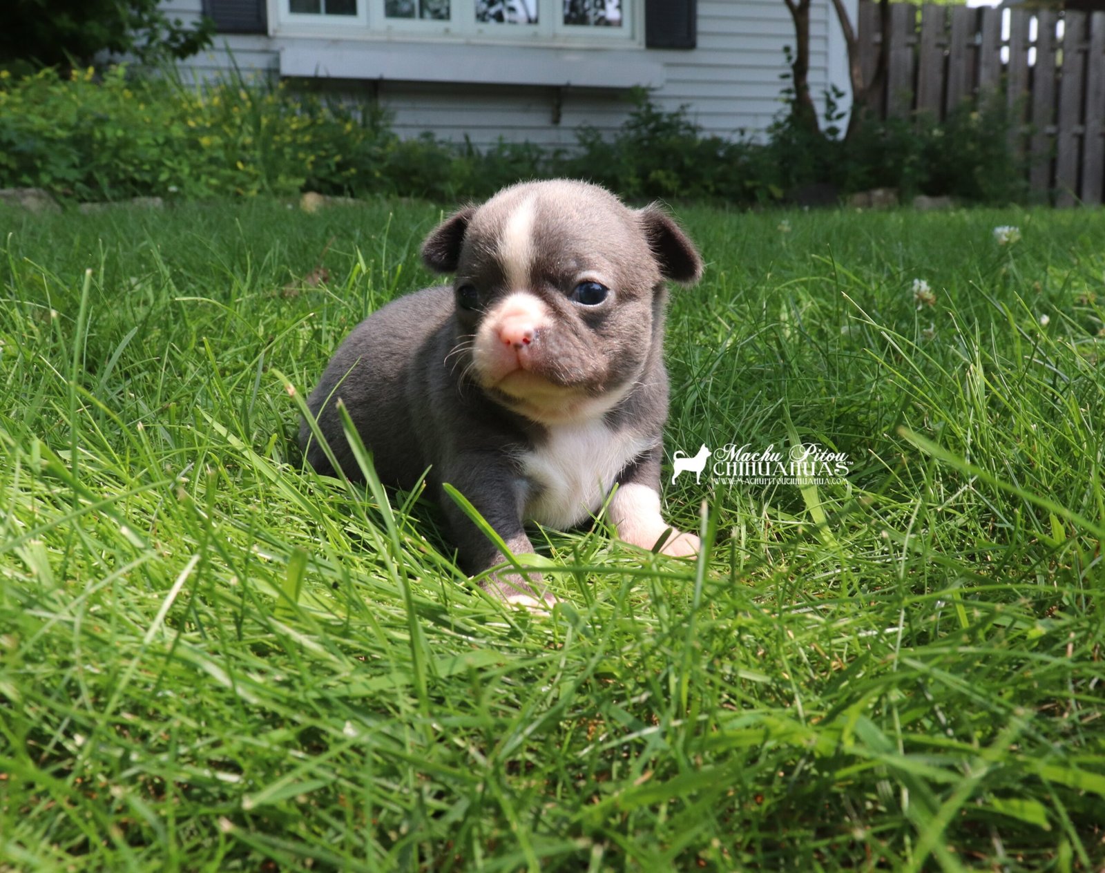 Raven chihuahua