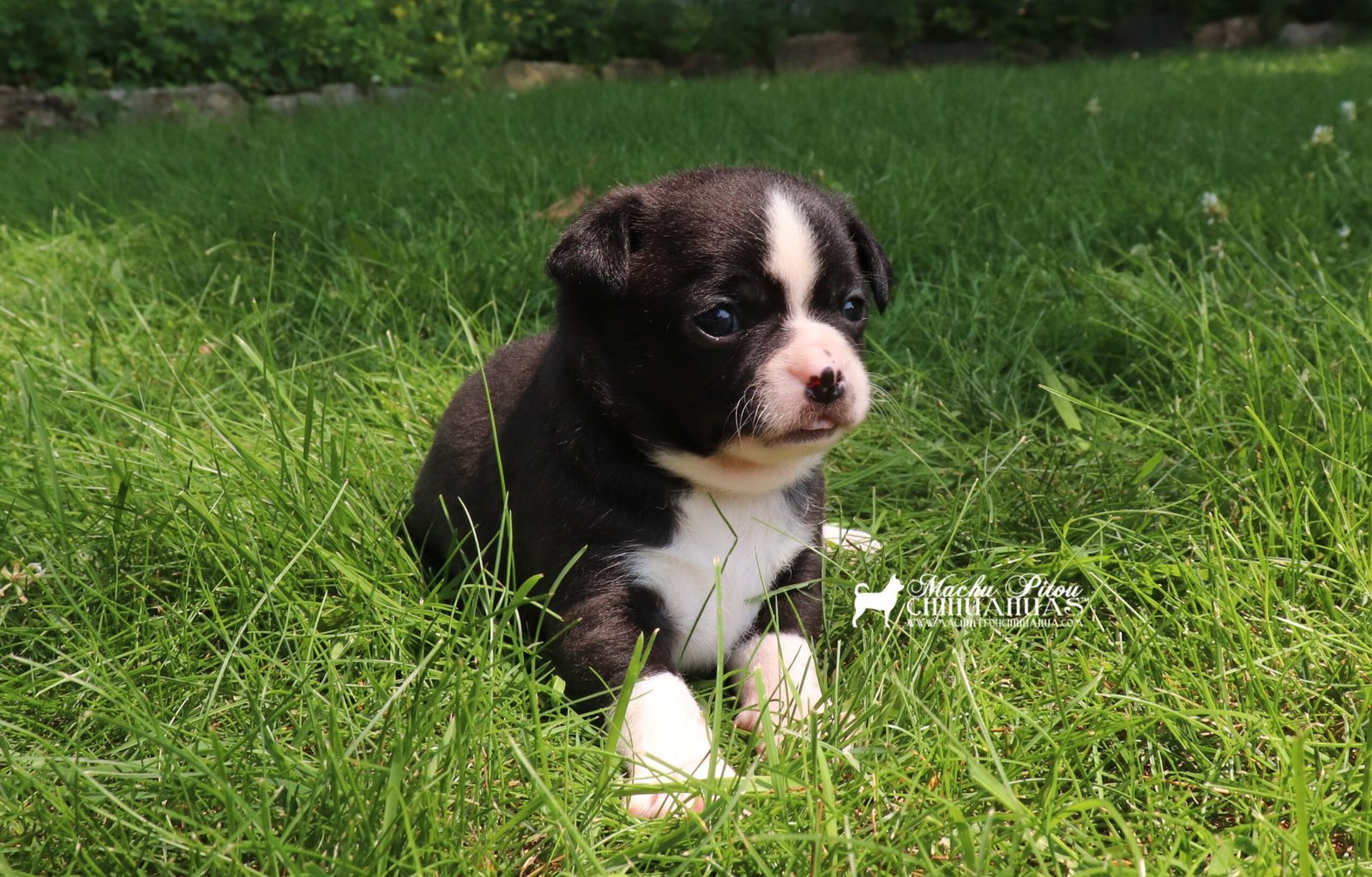 Scott Chihuahua