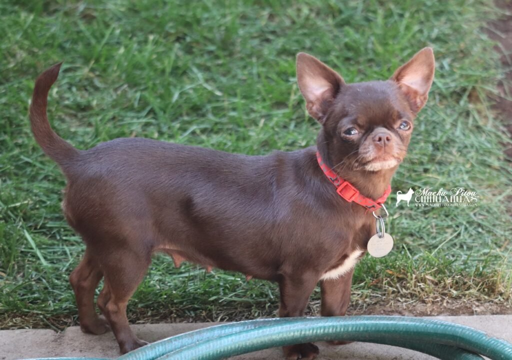 chihuahua