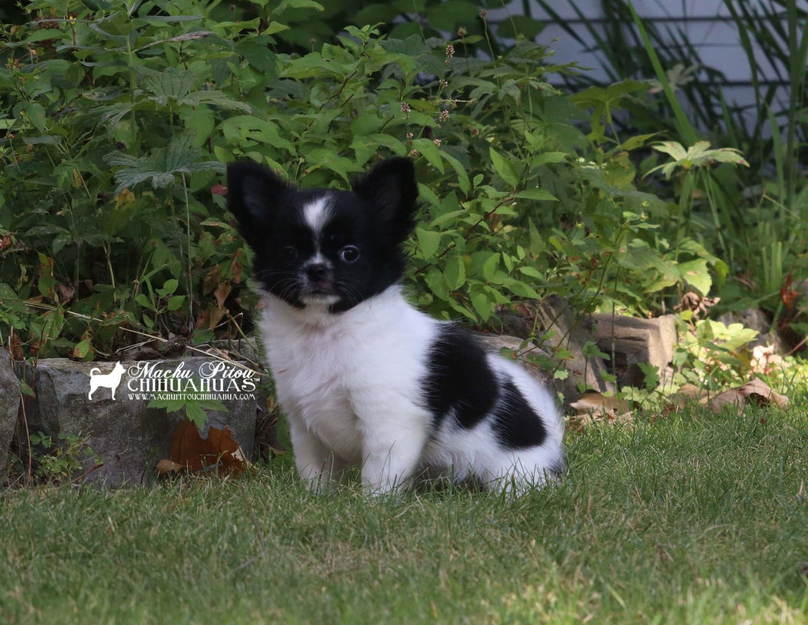 Diana chihuahua