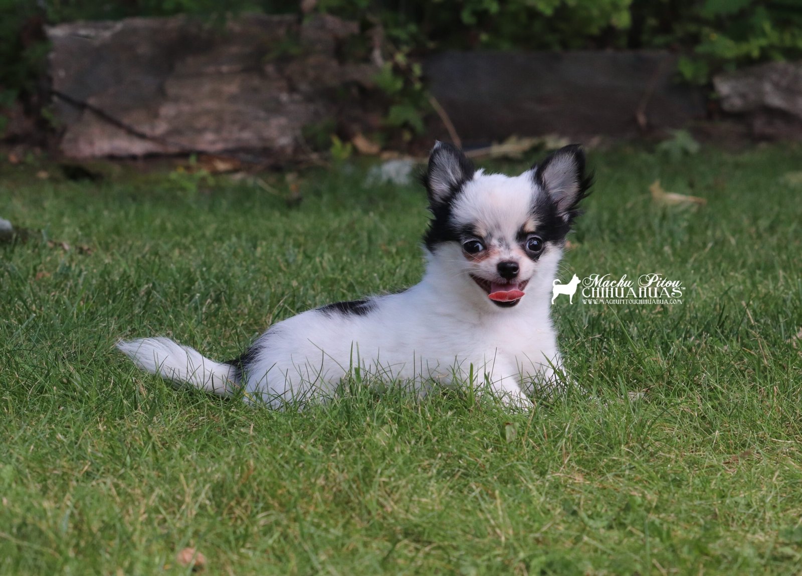 Dr. O chihuahua