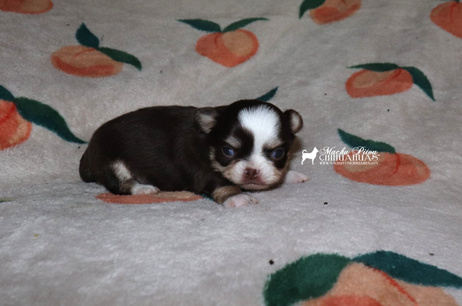 Felicia Chihuahua