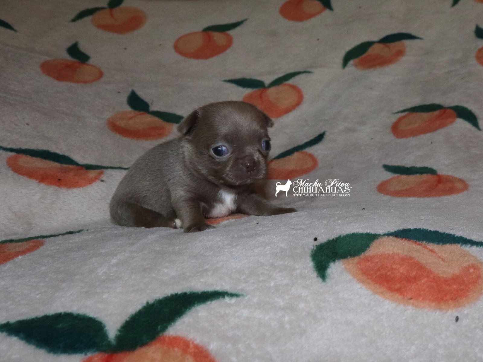 Hela chihuahua