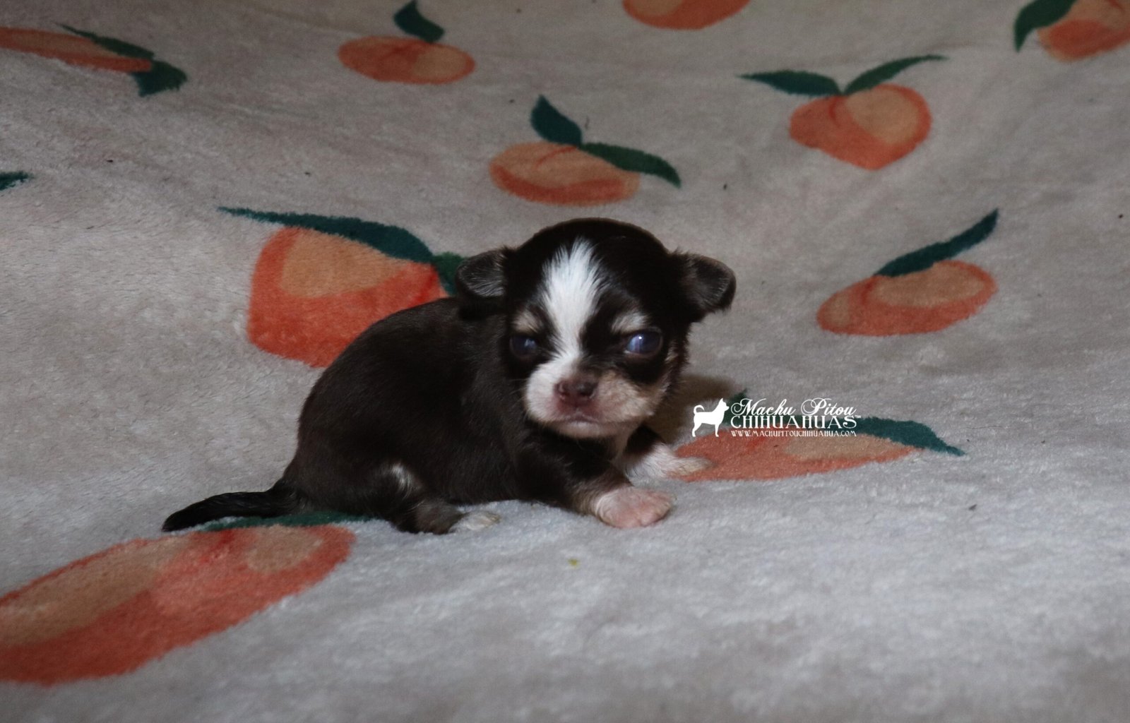 Malicia chihuahua