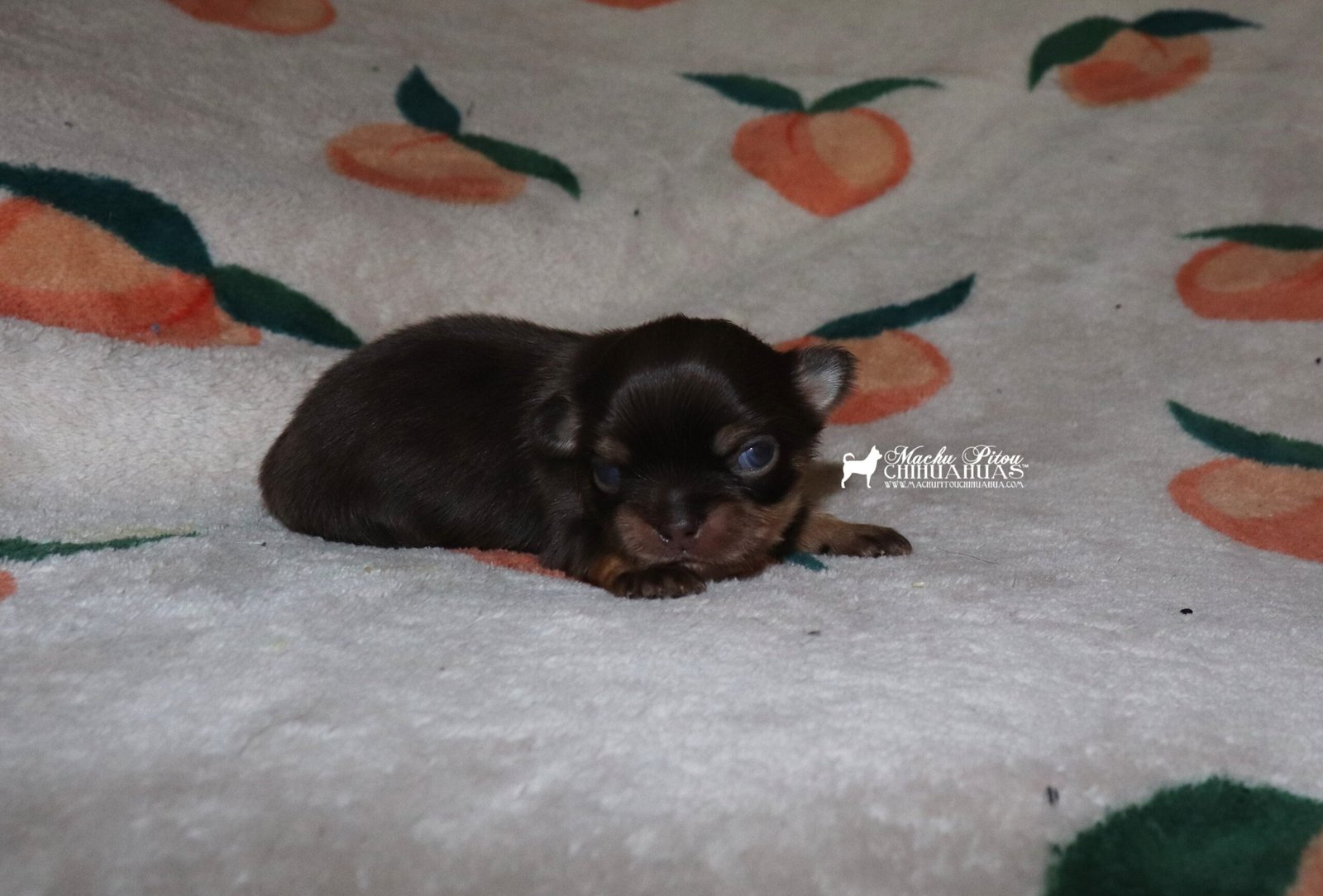 Myra Chihuahua
