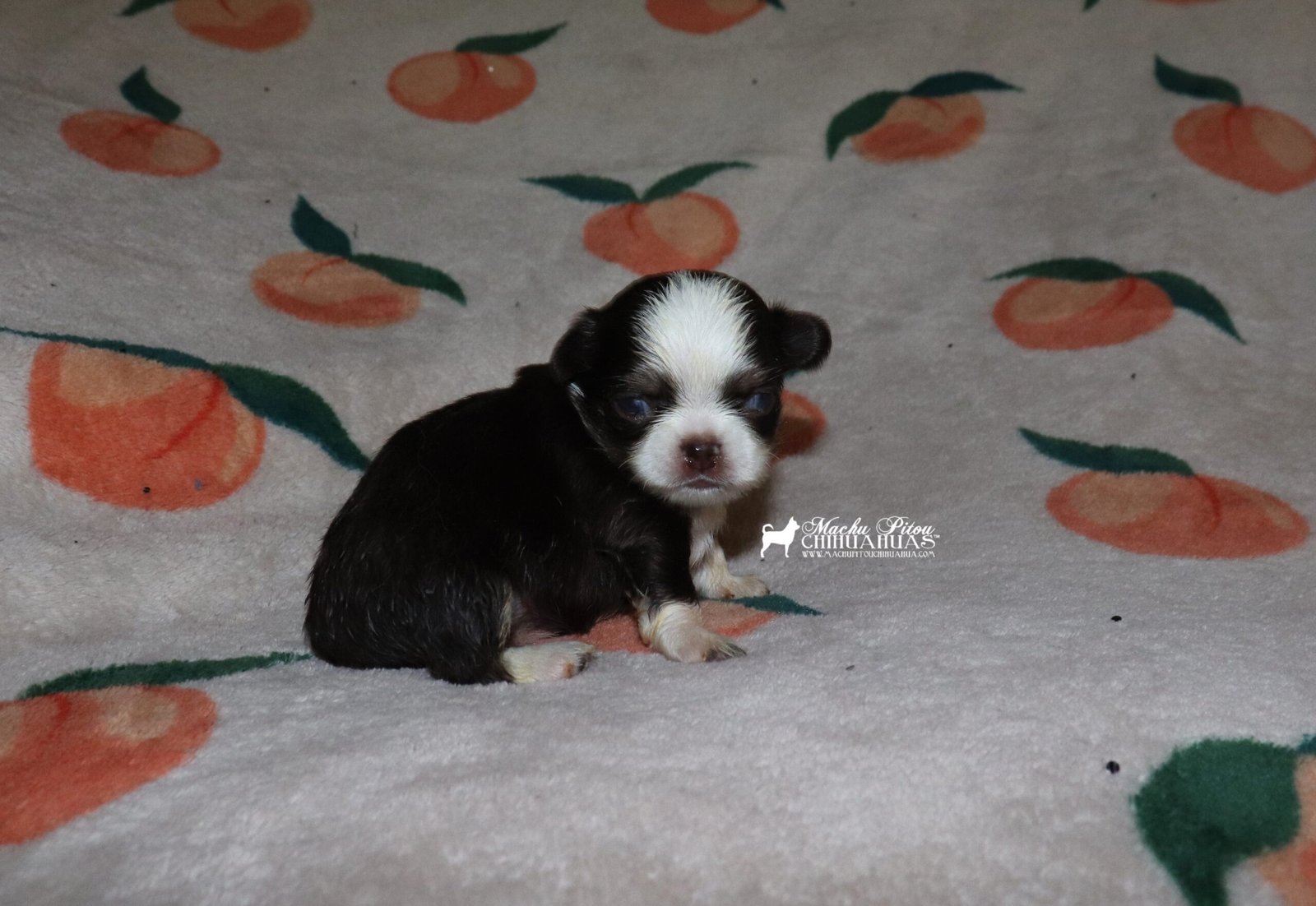Wanda Chihuahua