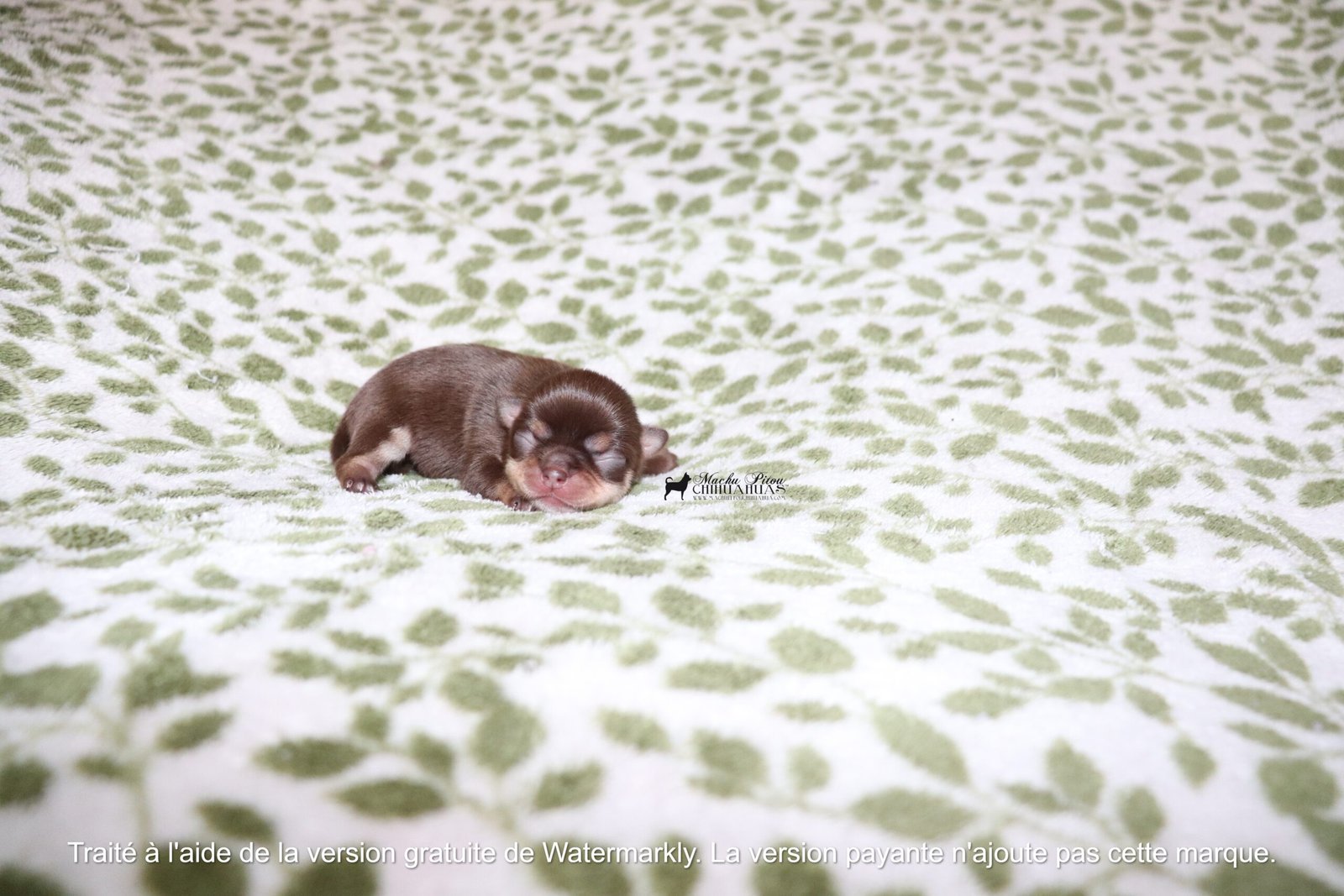 Angel Chihuahua