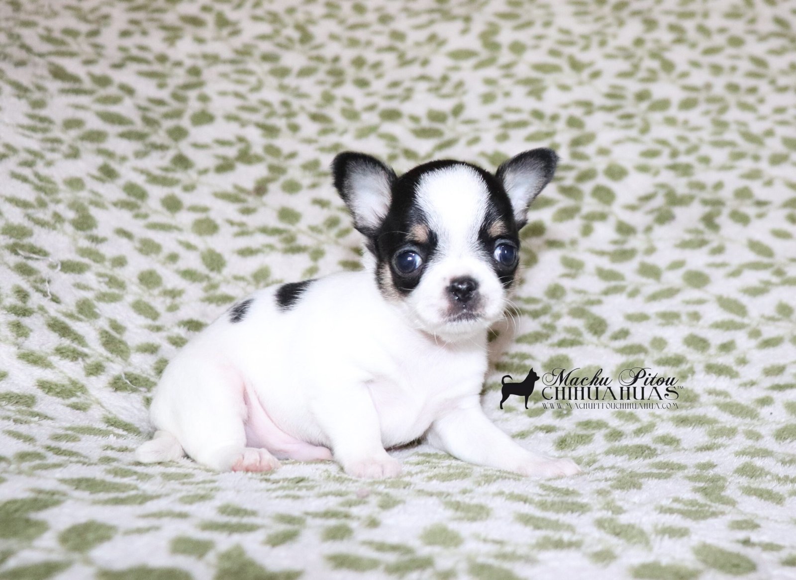 Dead Pool Chihuahua