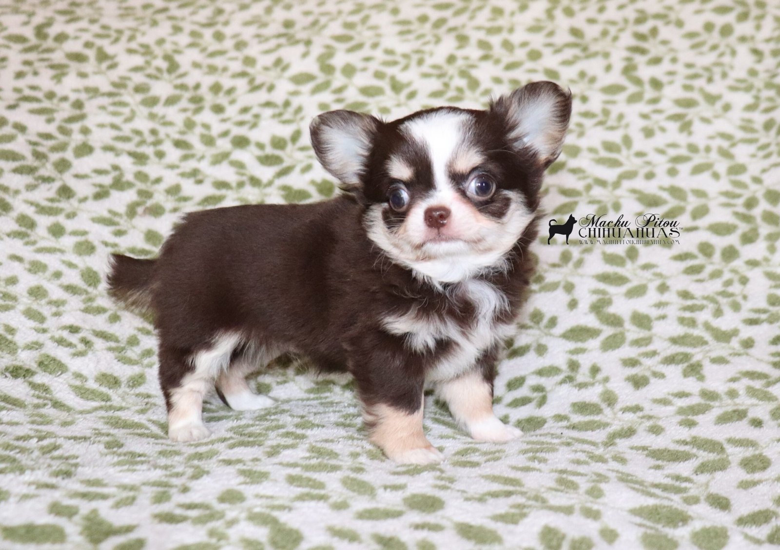 Felicia Chihuahua