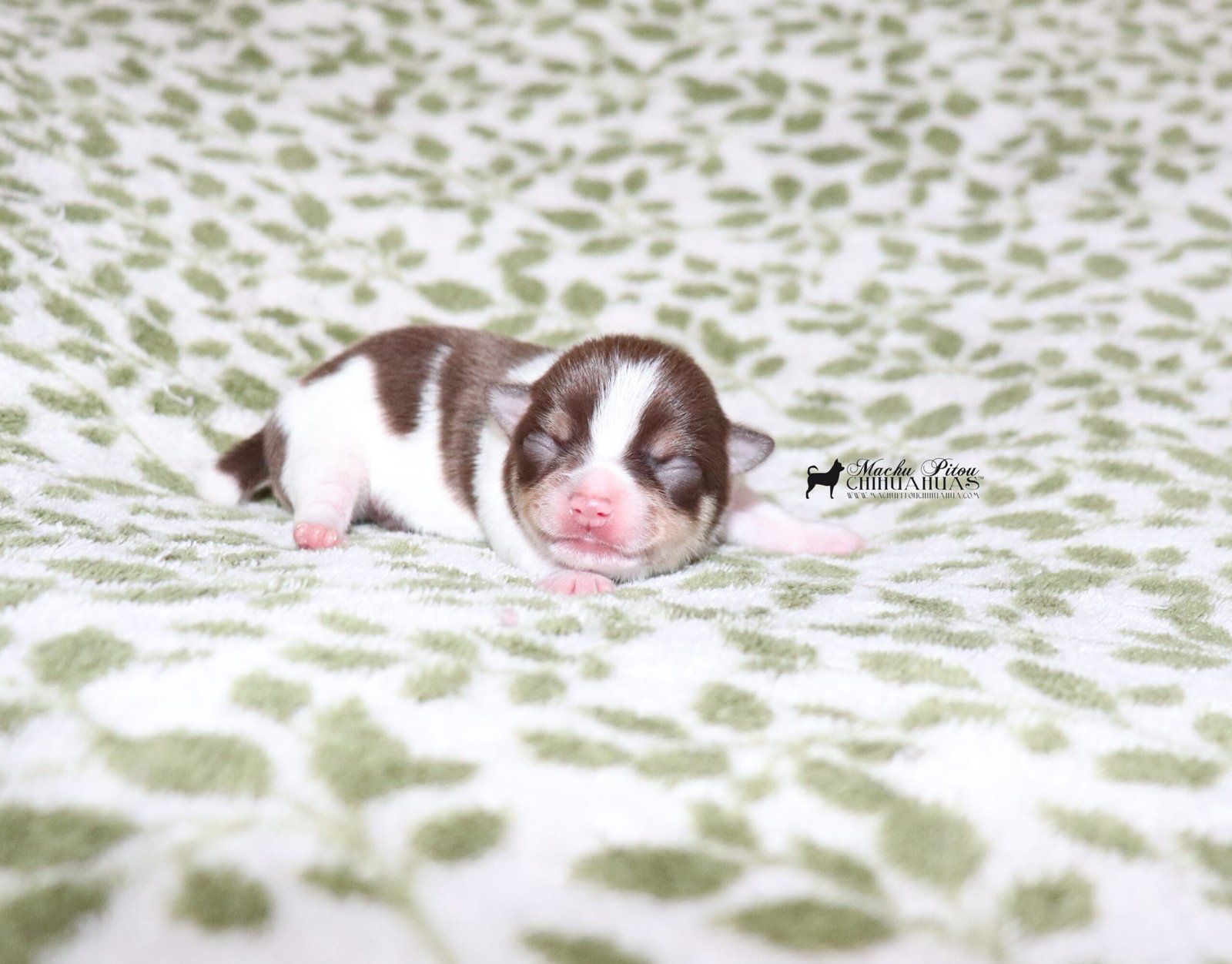 Flash Chihuiahua