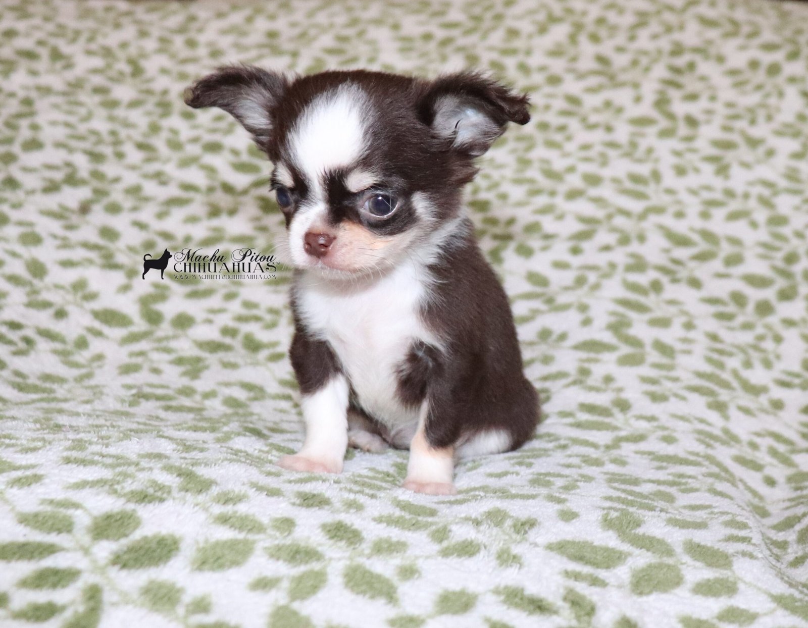 Gamora Chihuahua