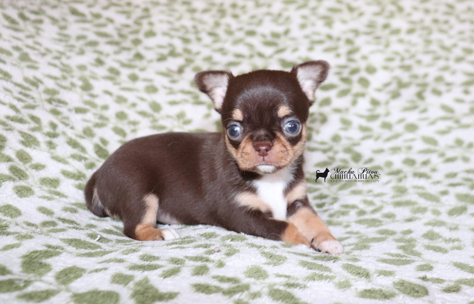 Hope Chihuahua