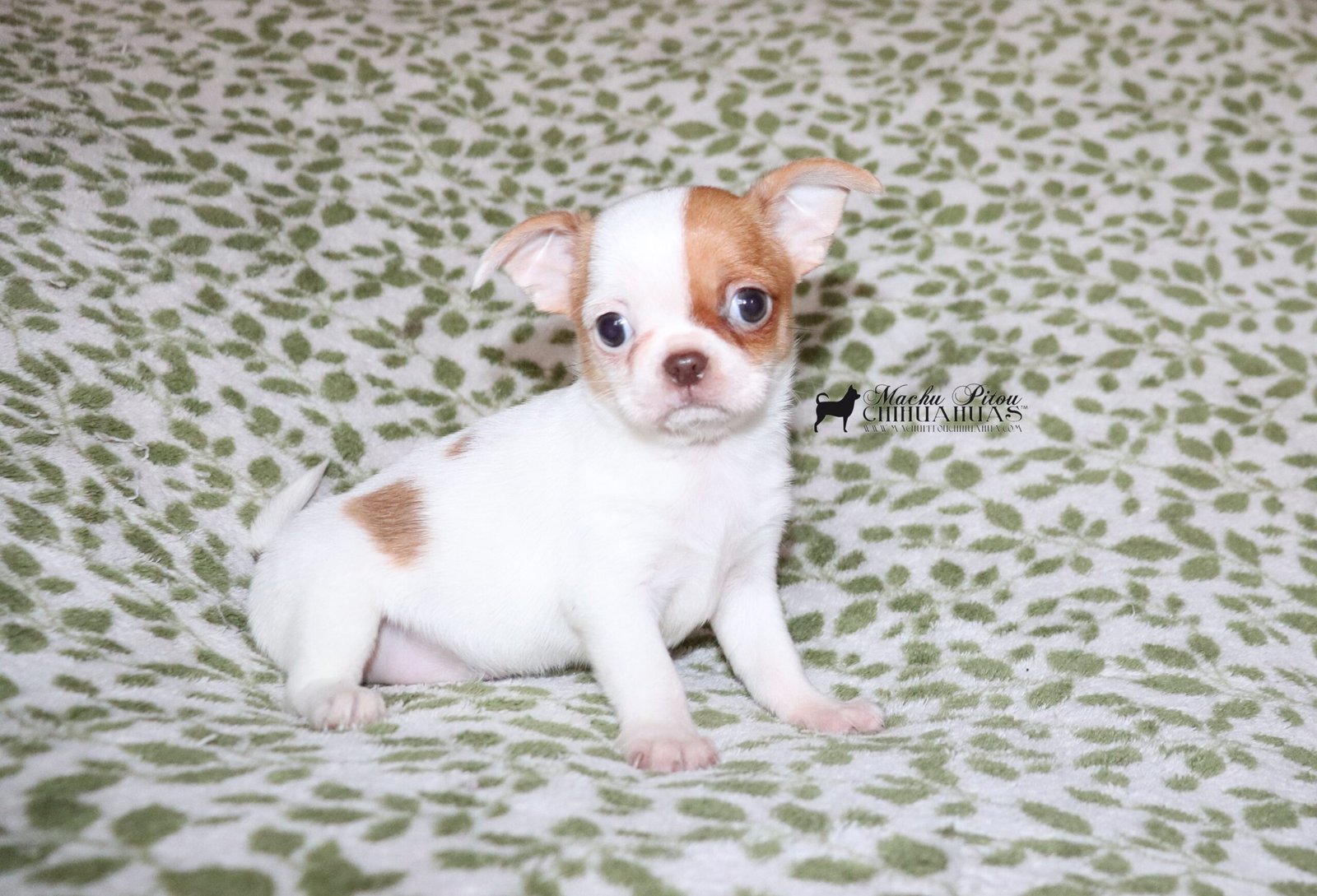 Loki Chihuahua