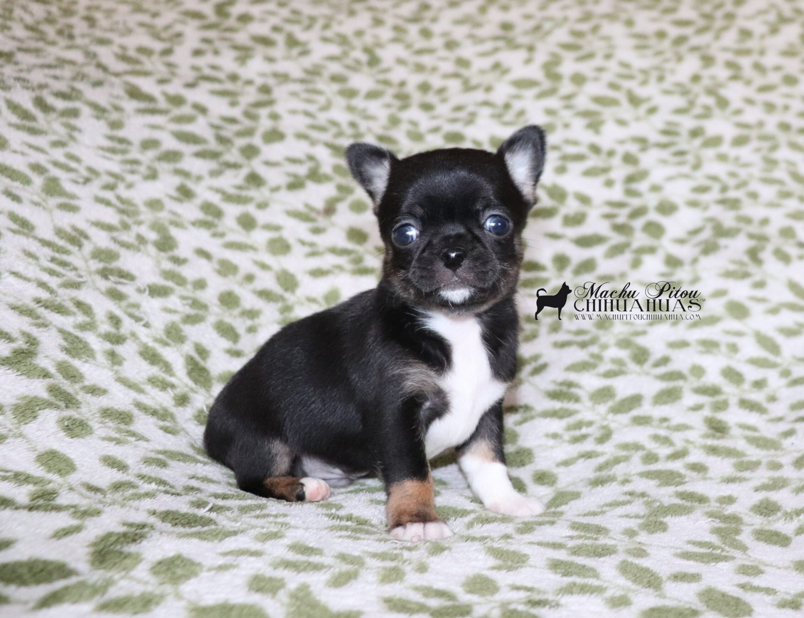 Magneto Chihuahua