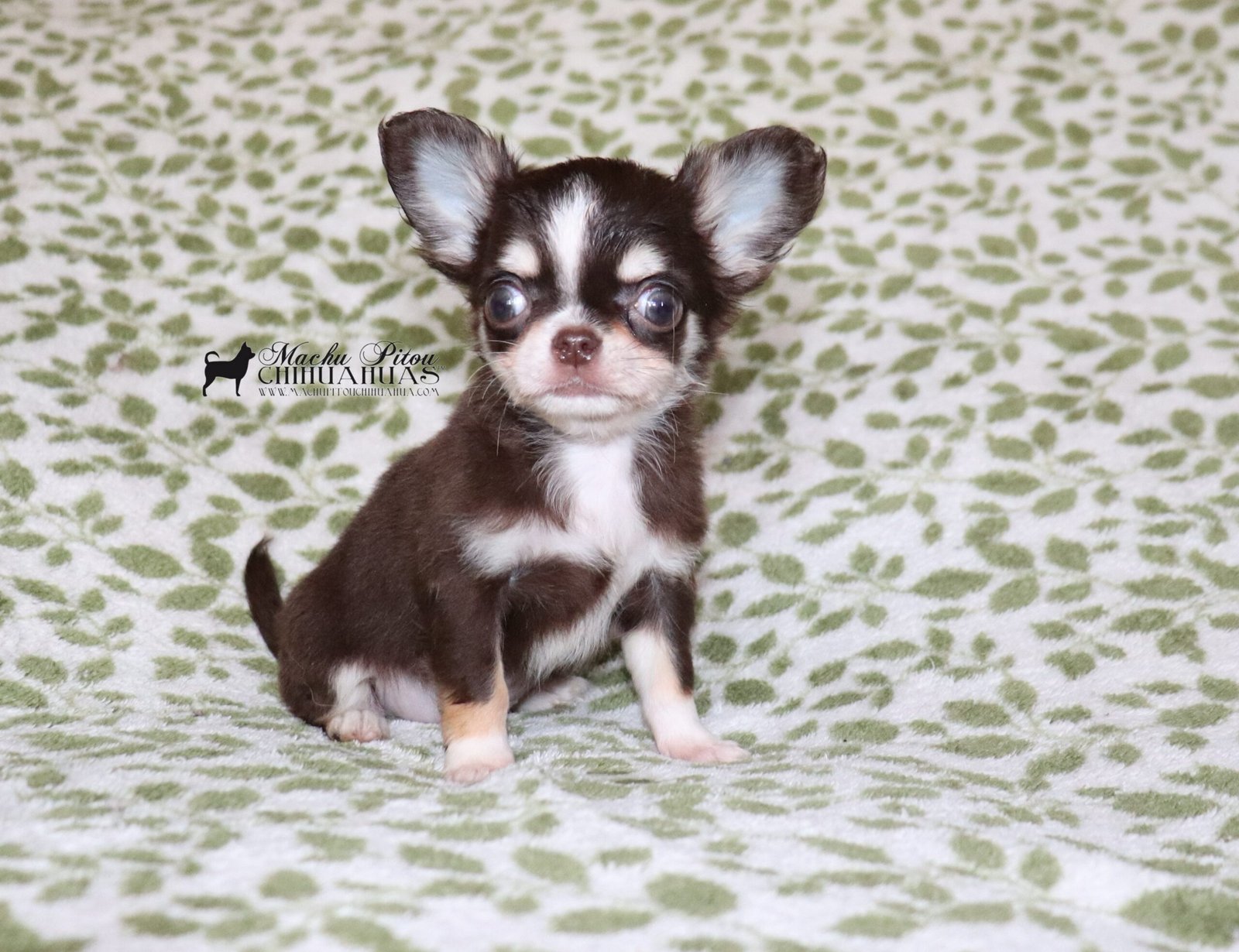 Malicia chihuahua