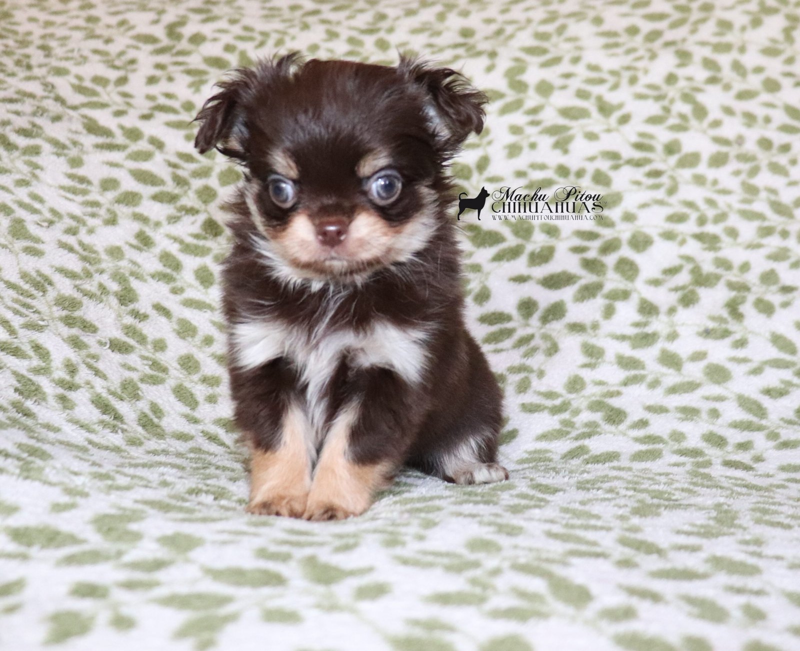 Mira Chihuahua