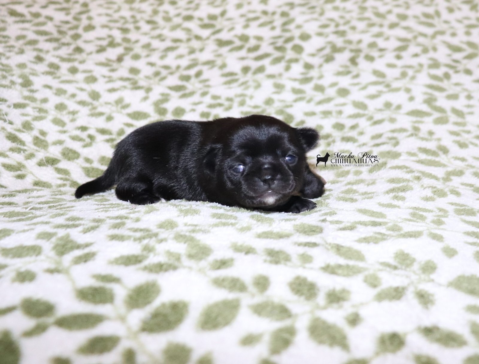 Natasha Chihuahua