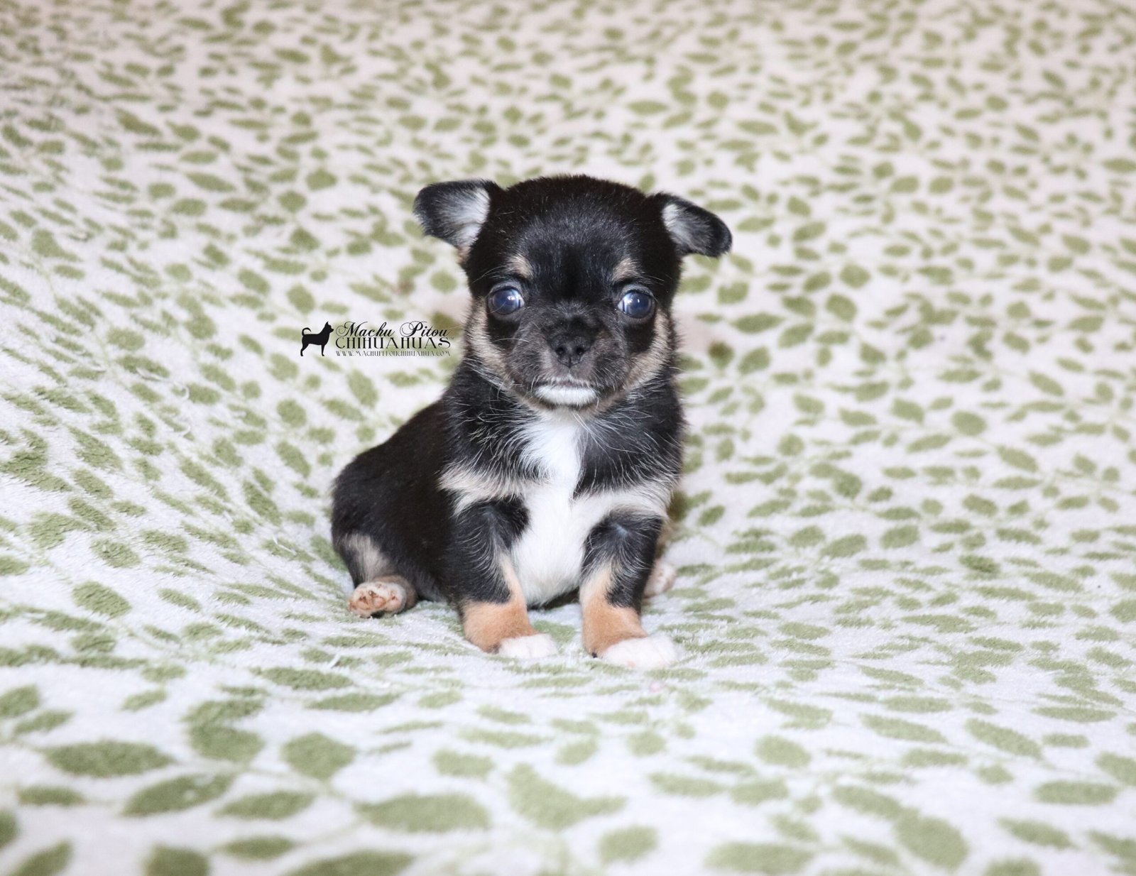 Rachel Chihuahua