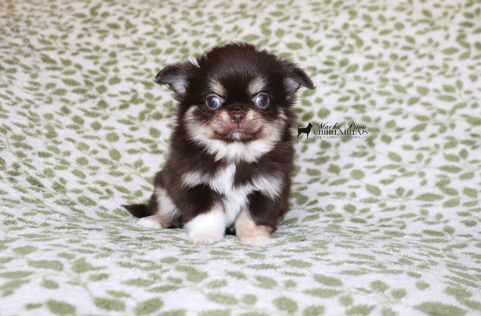 Rumi Chihuahua