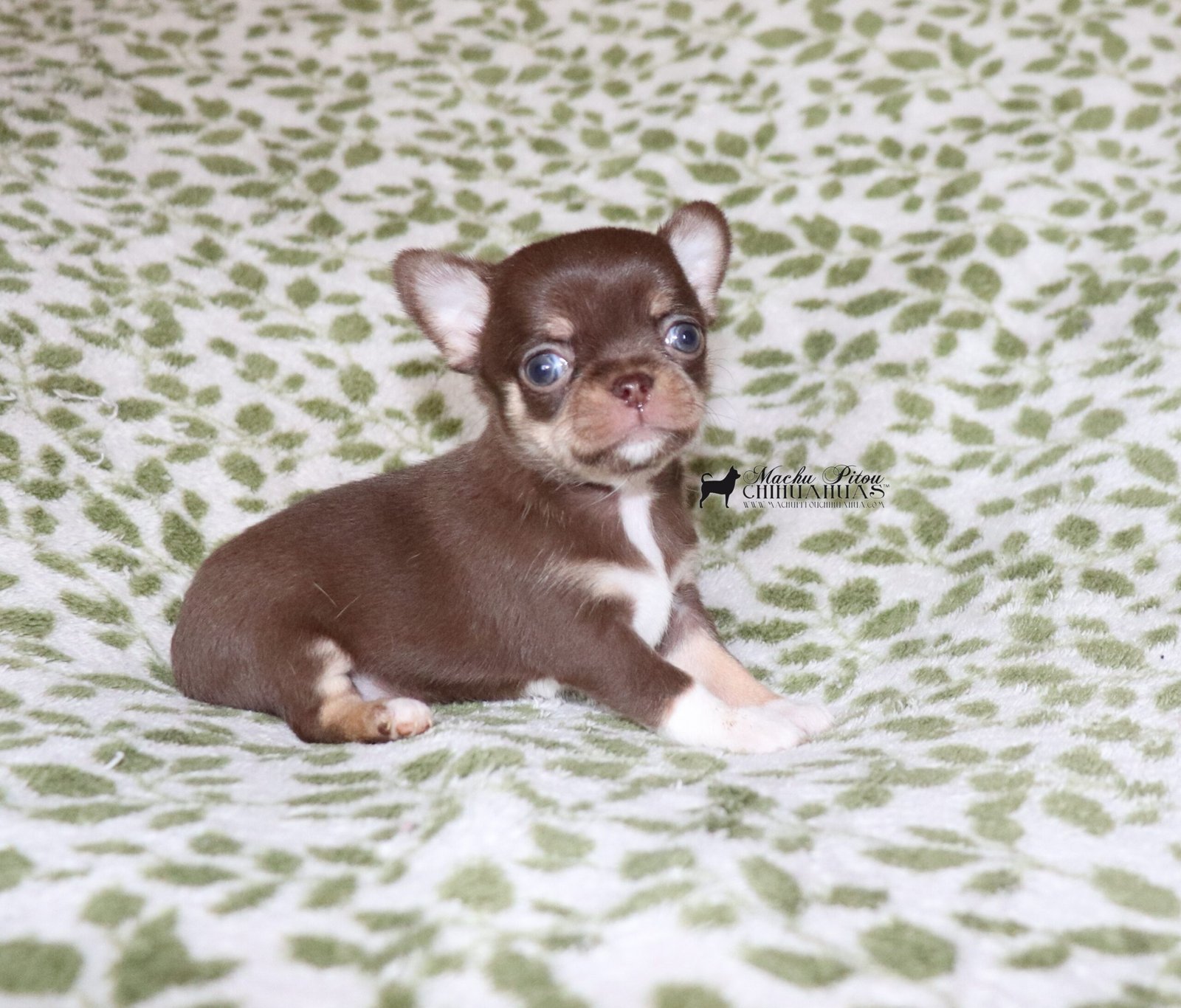 Summers Chihuahua